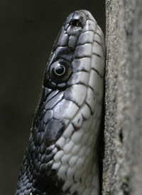 Rat Snake